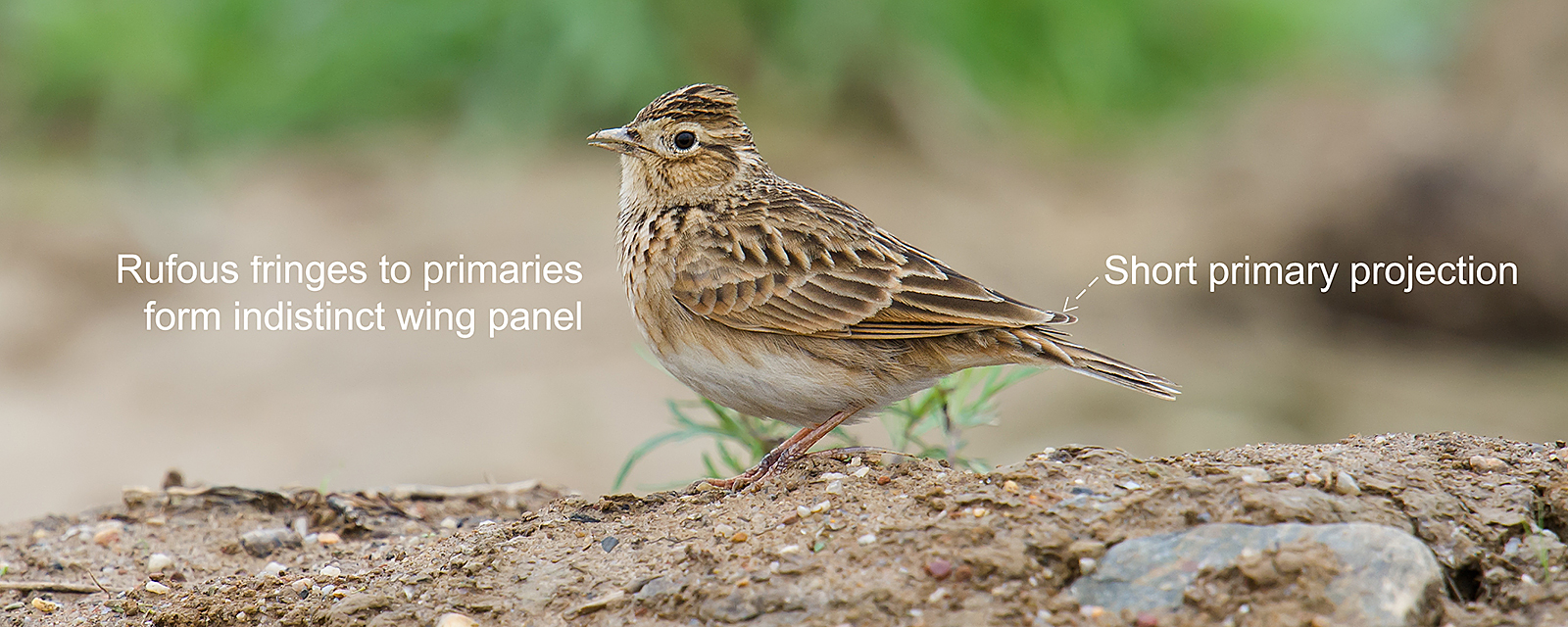 Oriental Skylark