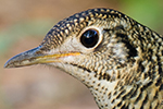 White's Thrush thumb