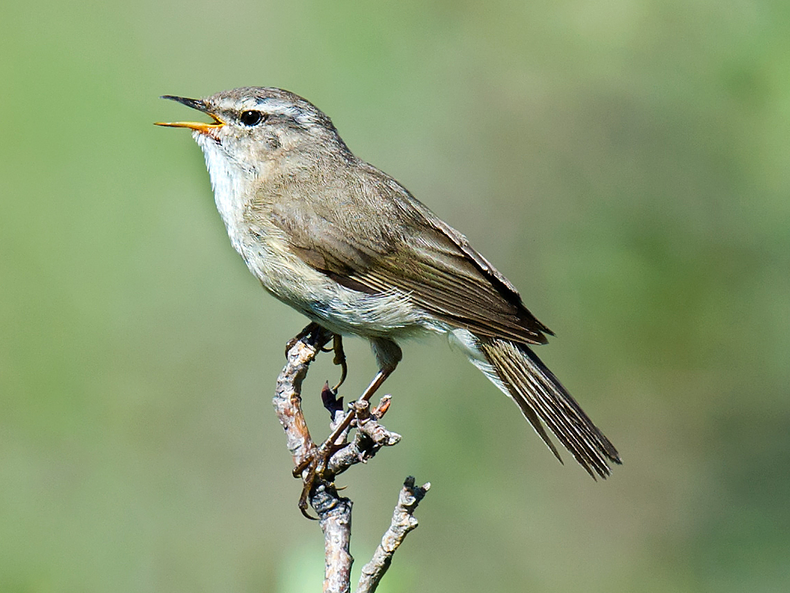 Smoky Warbler