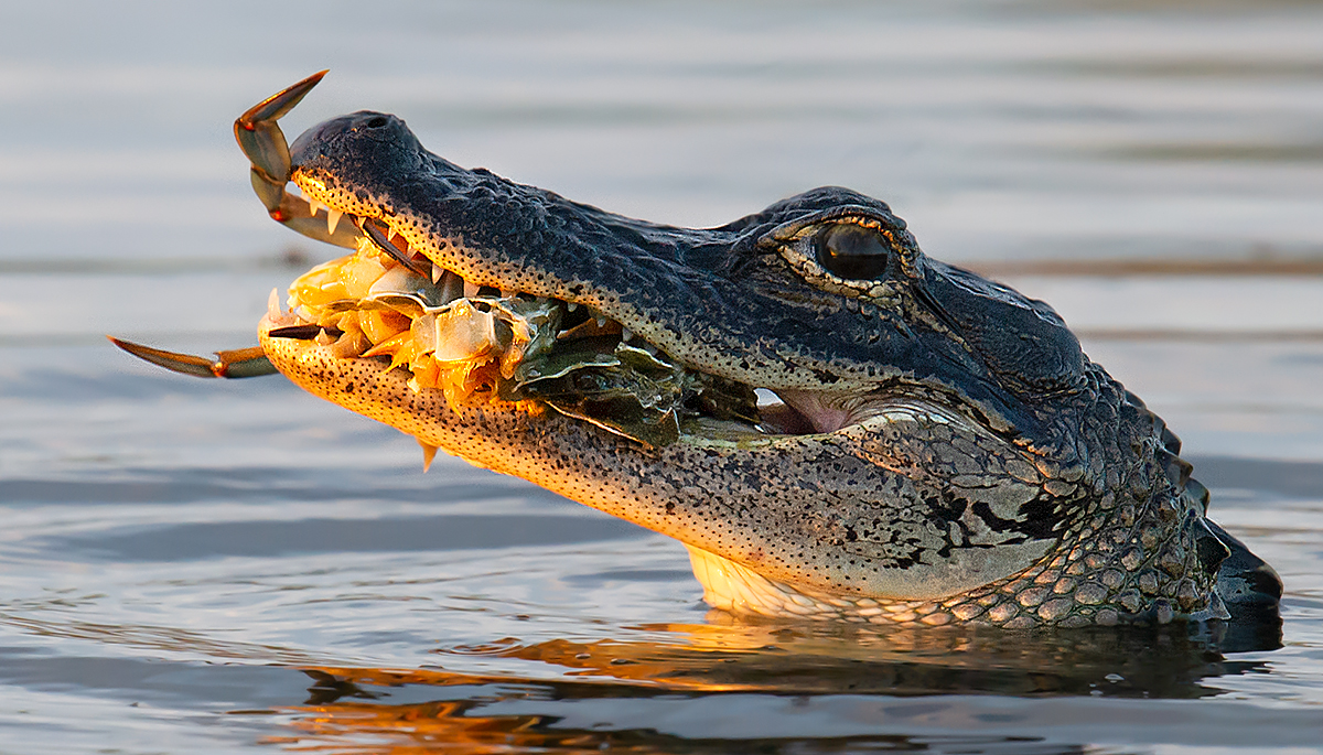 American Alligator