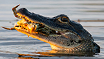 American Alligator