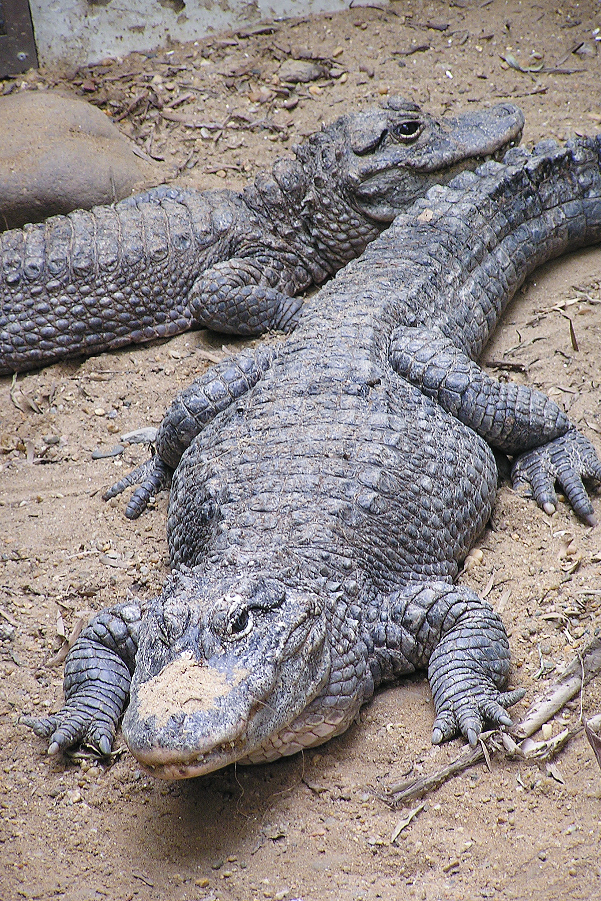 Chinese Alligator in Shanghai - Shanghai Birding 上海观鸟