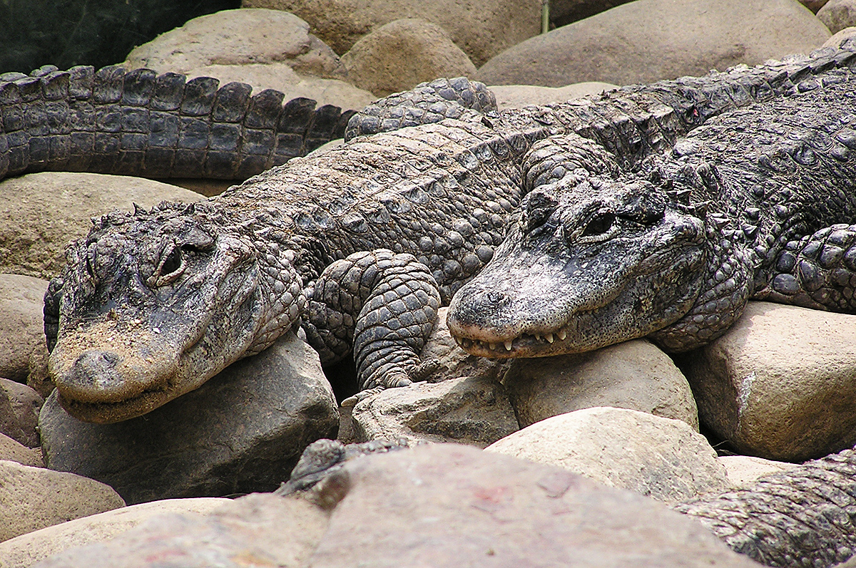 Chinese Alligator