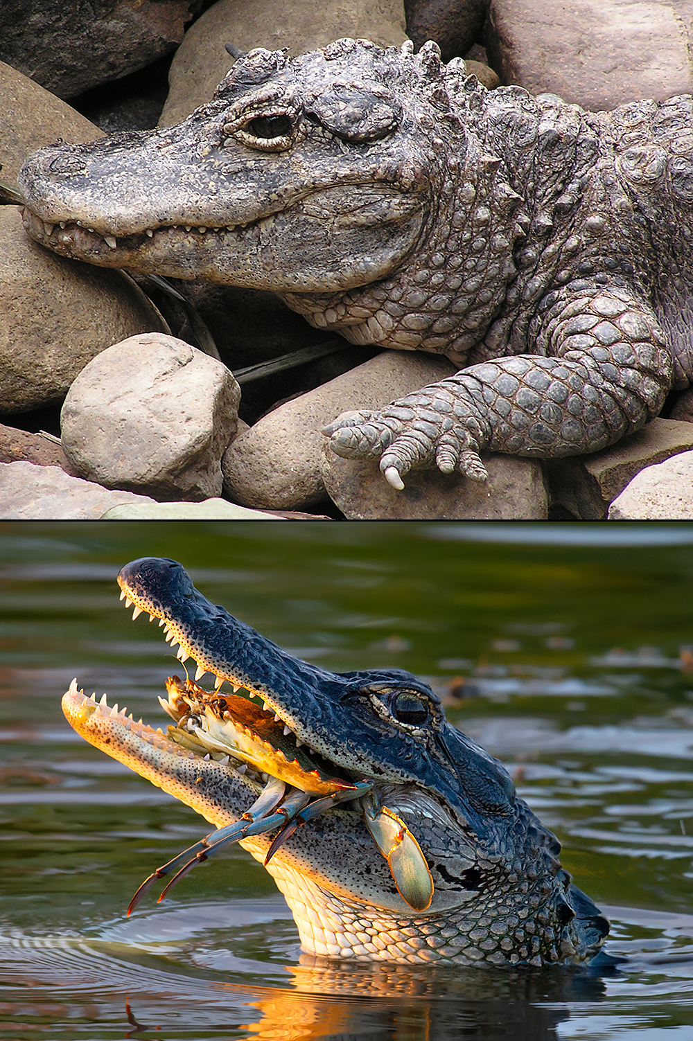 Chinese Alligator and American Alligator