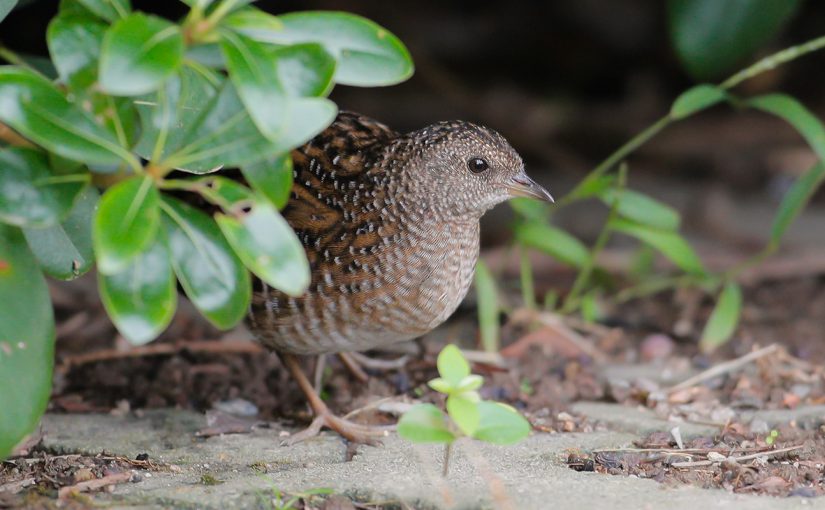 Swinhoe's Rail Coturnicops exquisitus, Magic Parking Lot, Nanhui, Shanghai, Sat. 29 Oct. 2016. One of the rarest birds in China. Photographed by Shanghai photographer Chén Qí (陈骐; net name 上海爷胡子). © 2016 by Chén Qí. Used with permission.