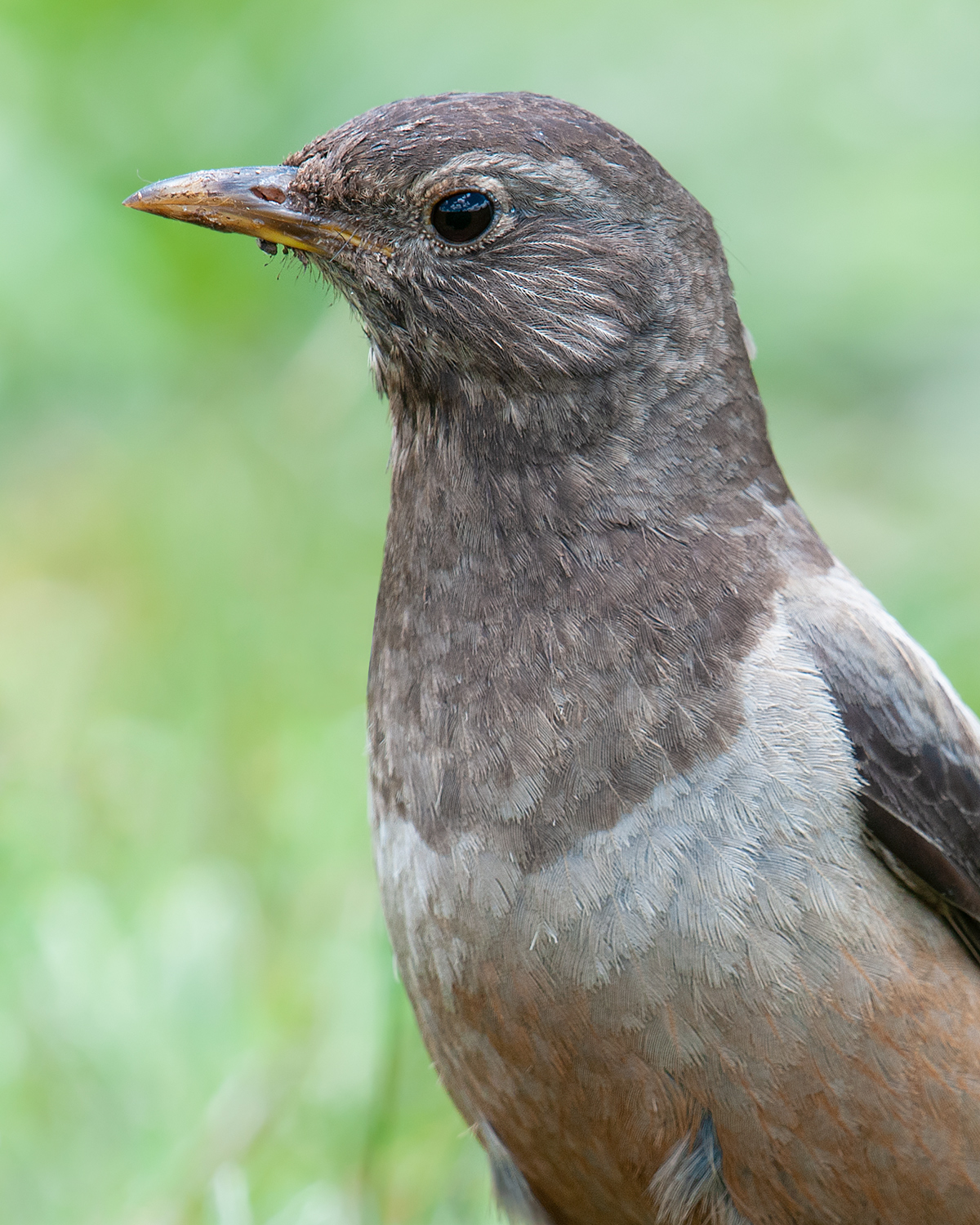 Kessler's Thrush