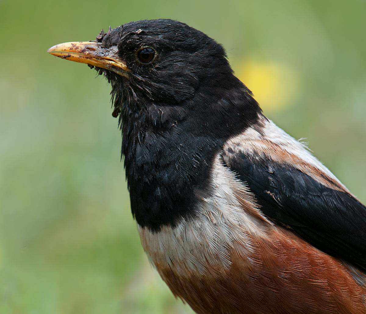 Kessler's Thrush