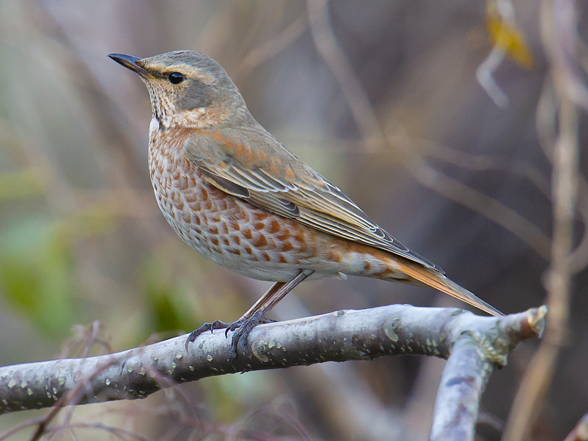 Naumann's Thrush