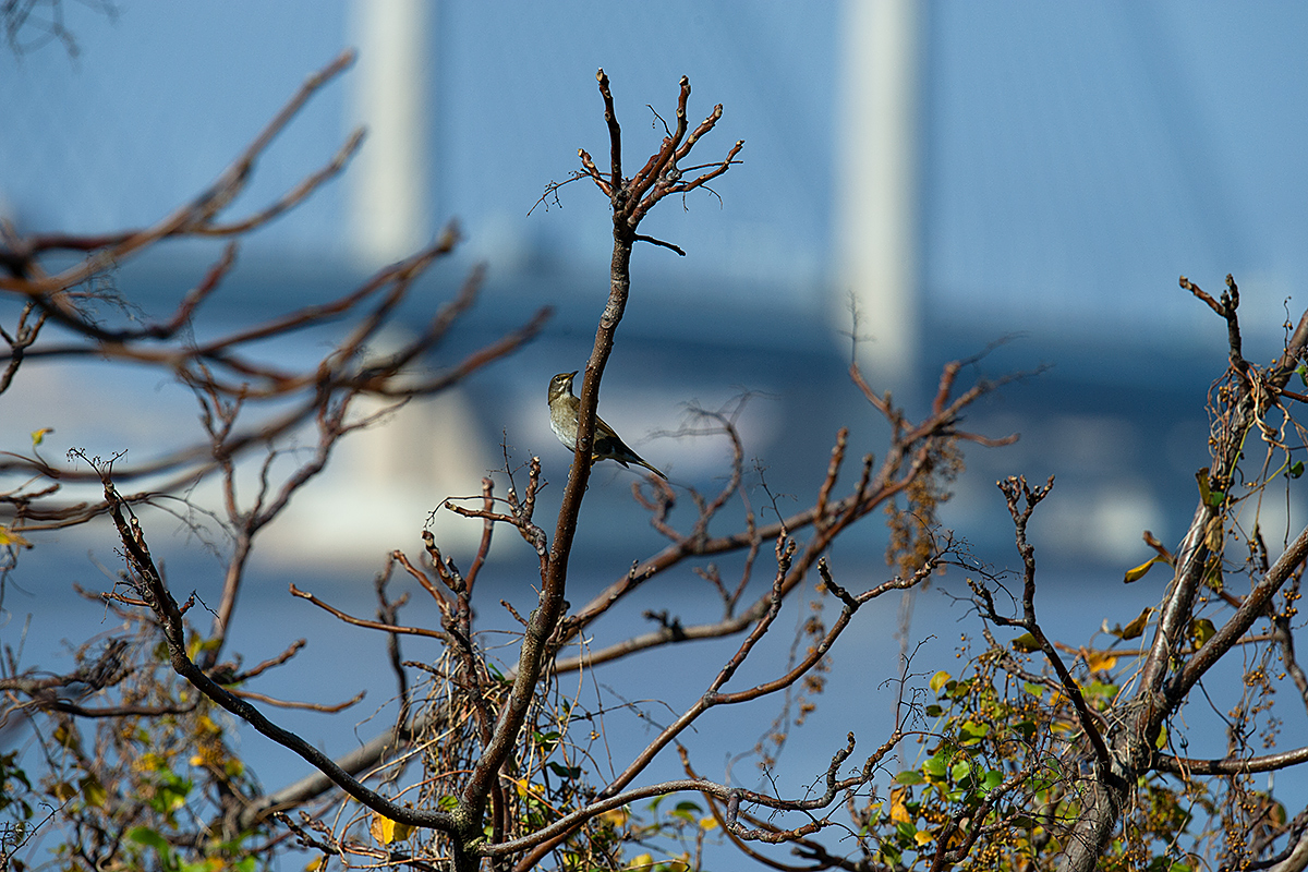 Pale Thrush Yangshan