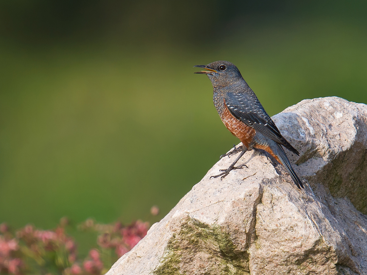 Blue Rock Thrush