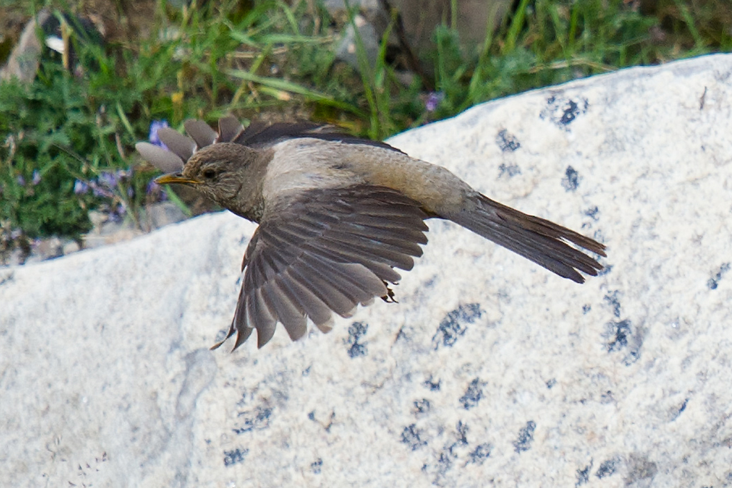 Kessler's Thrush