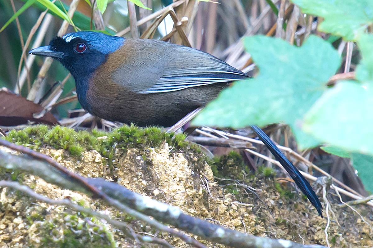 Black-throated Laughingthrush