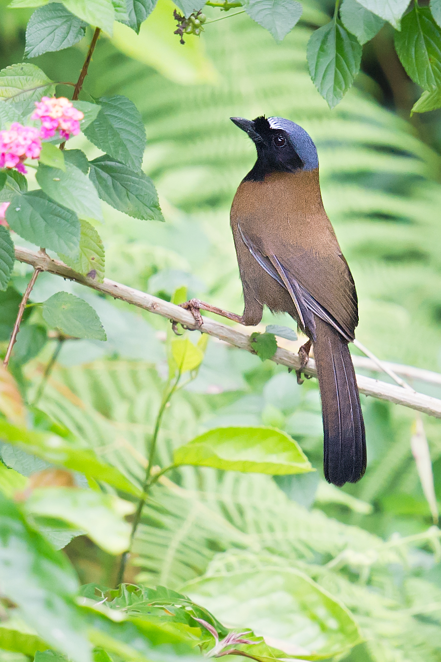 Black-throated Laughingthrush