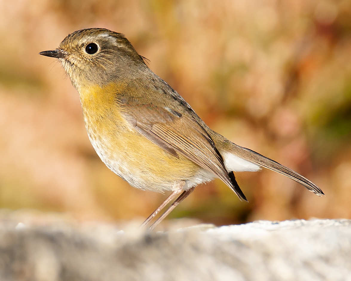 Collared Bush Robin