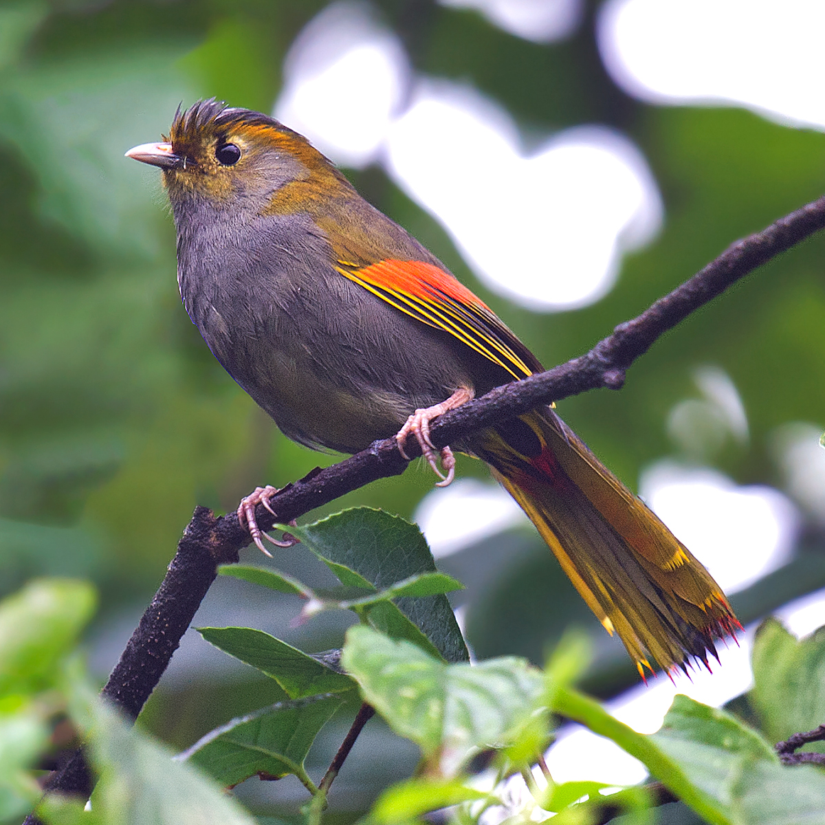 Emei Shan Liocichla