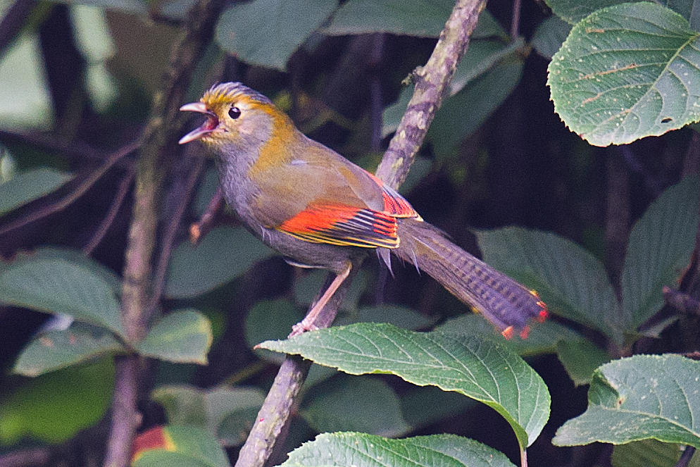 Emei Shan Liocichla