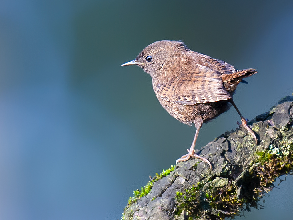 Eurasian Wren