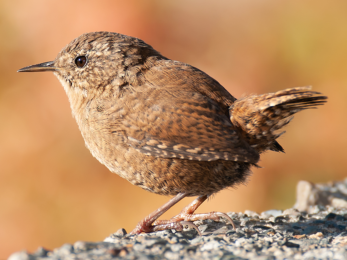 Eurasian Wren