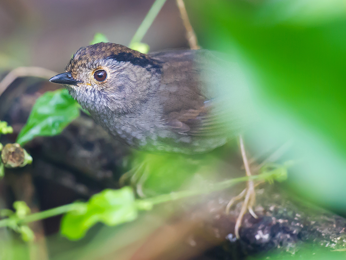 Dusky Fulvetta