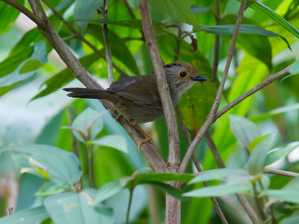 Dusky Fulvetta