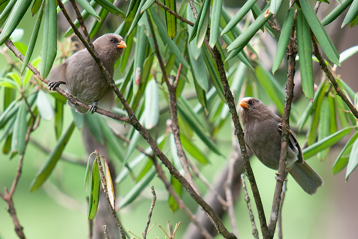 Great Parrotbill