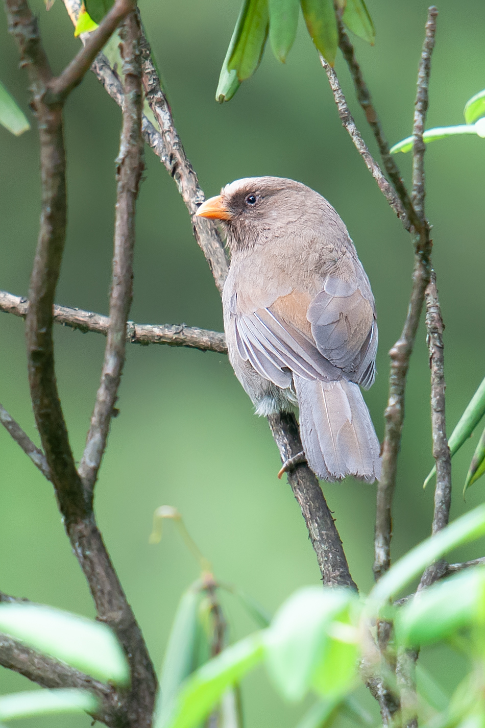 Great Parrotbill