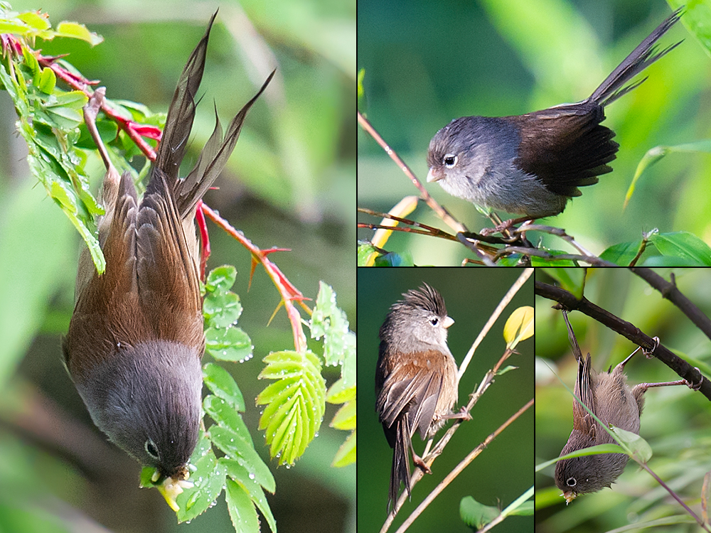 Grey-hooded Parrotbill