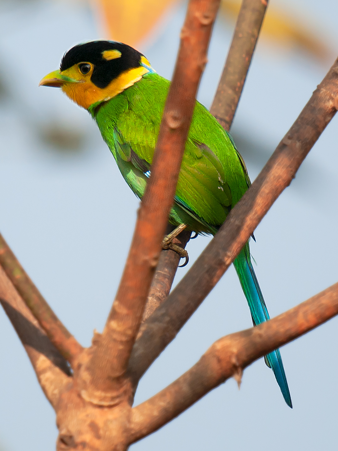 Long-tailed Broadbill