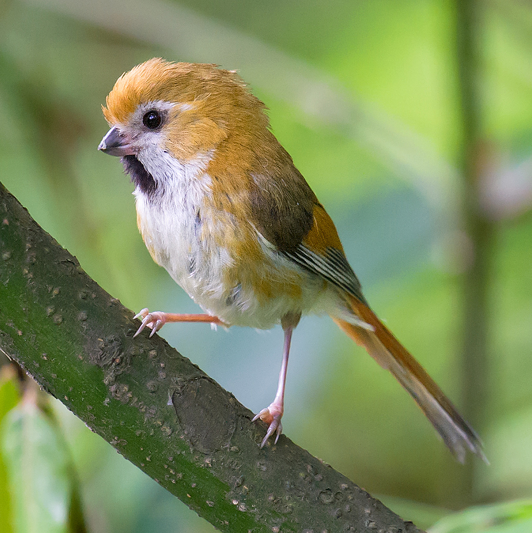 Golden Parrotbill