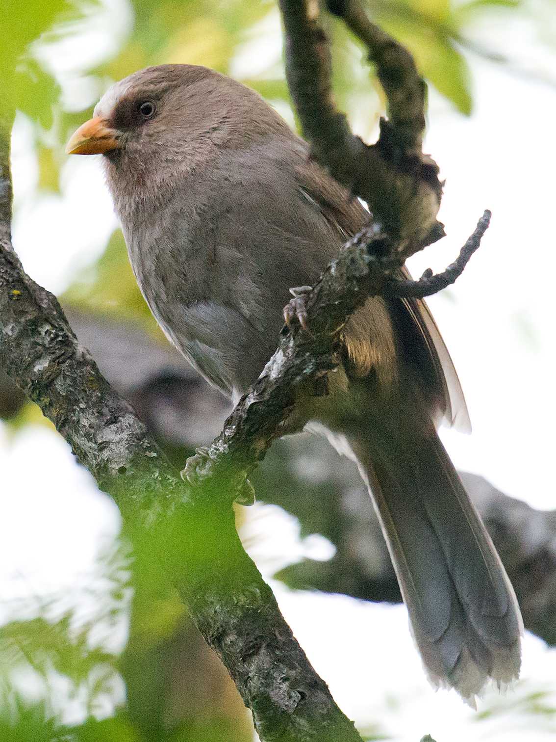 Great Parrotbill