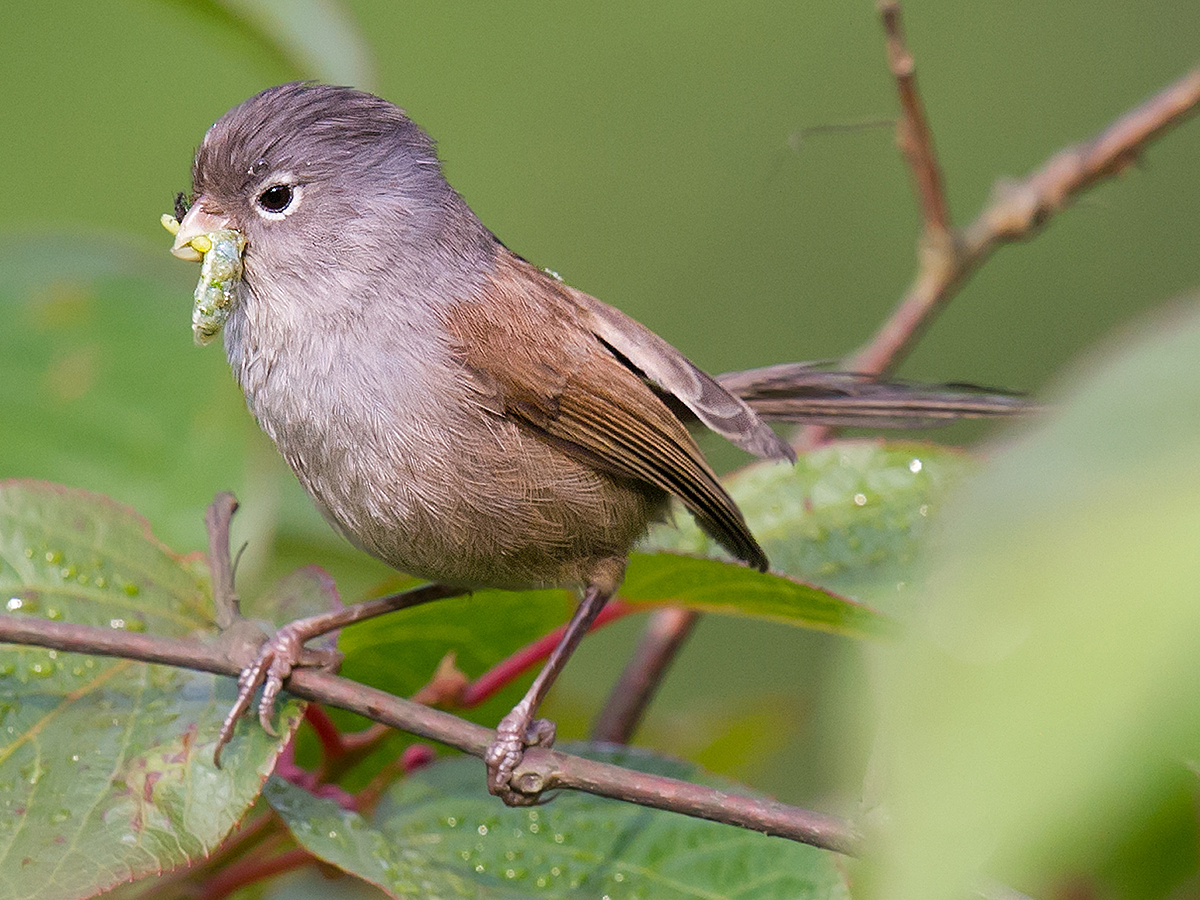 Grey-hooded Parrotbill