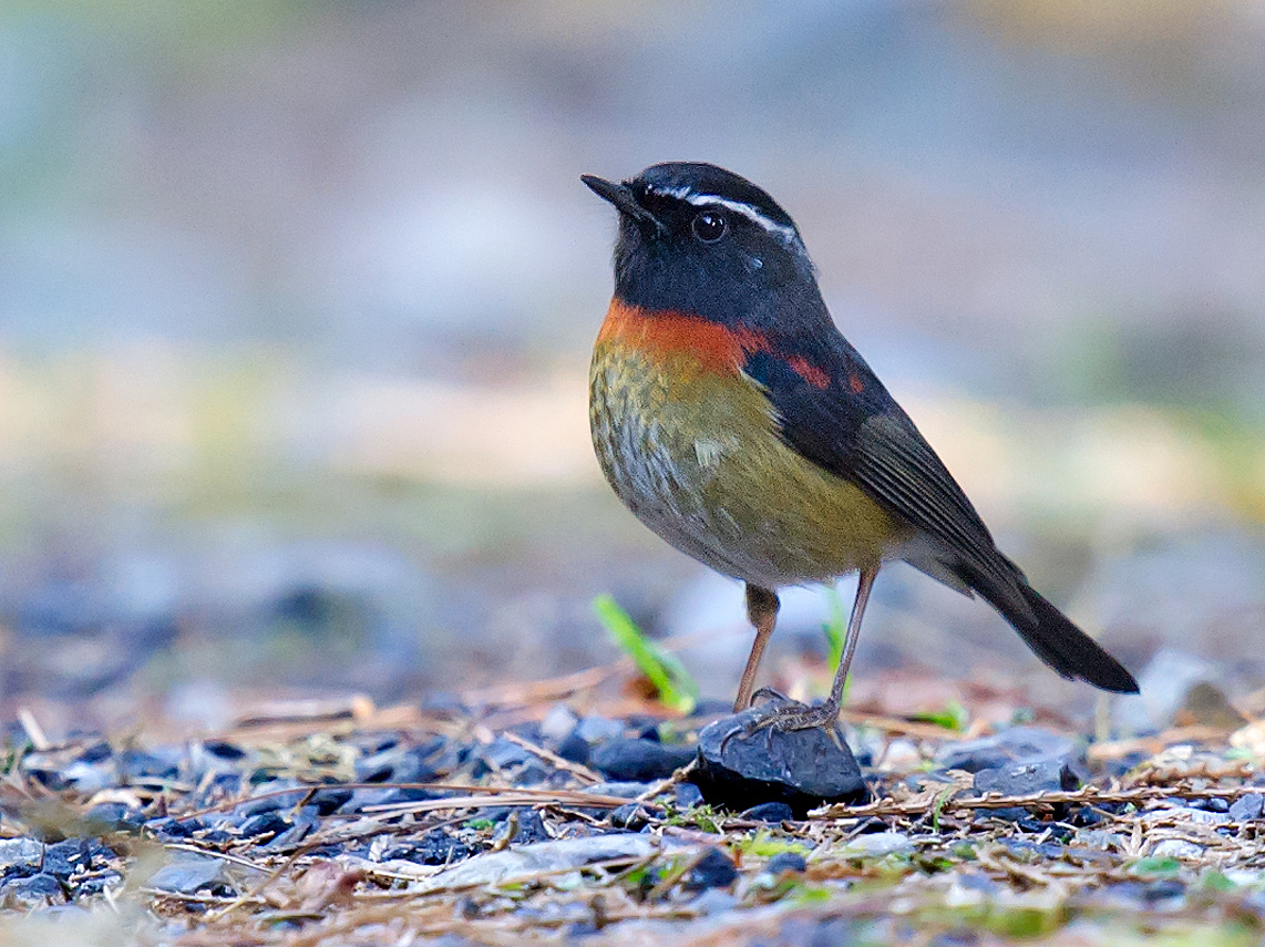 Collared Bush Robin