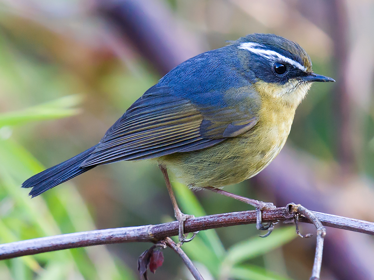 White-browed Bush Robin