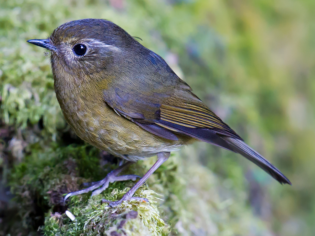 White-browed Bush Robin