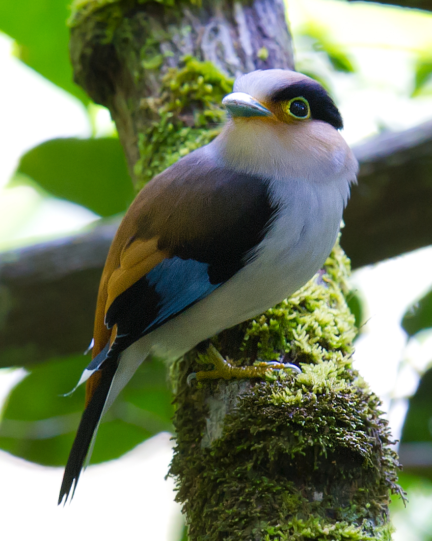 Silver-breasted Broadbill