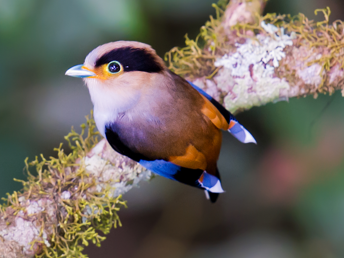 Silver-breasted Broadbill