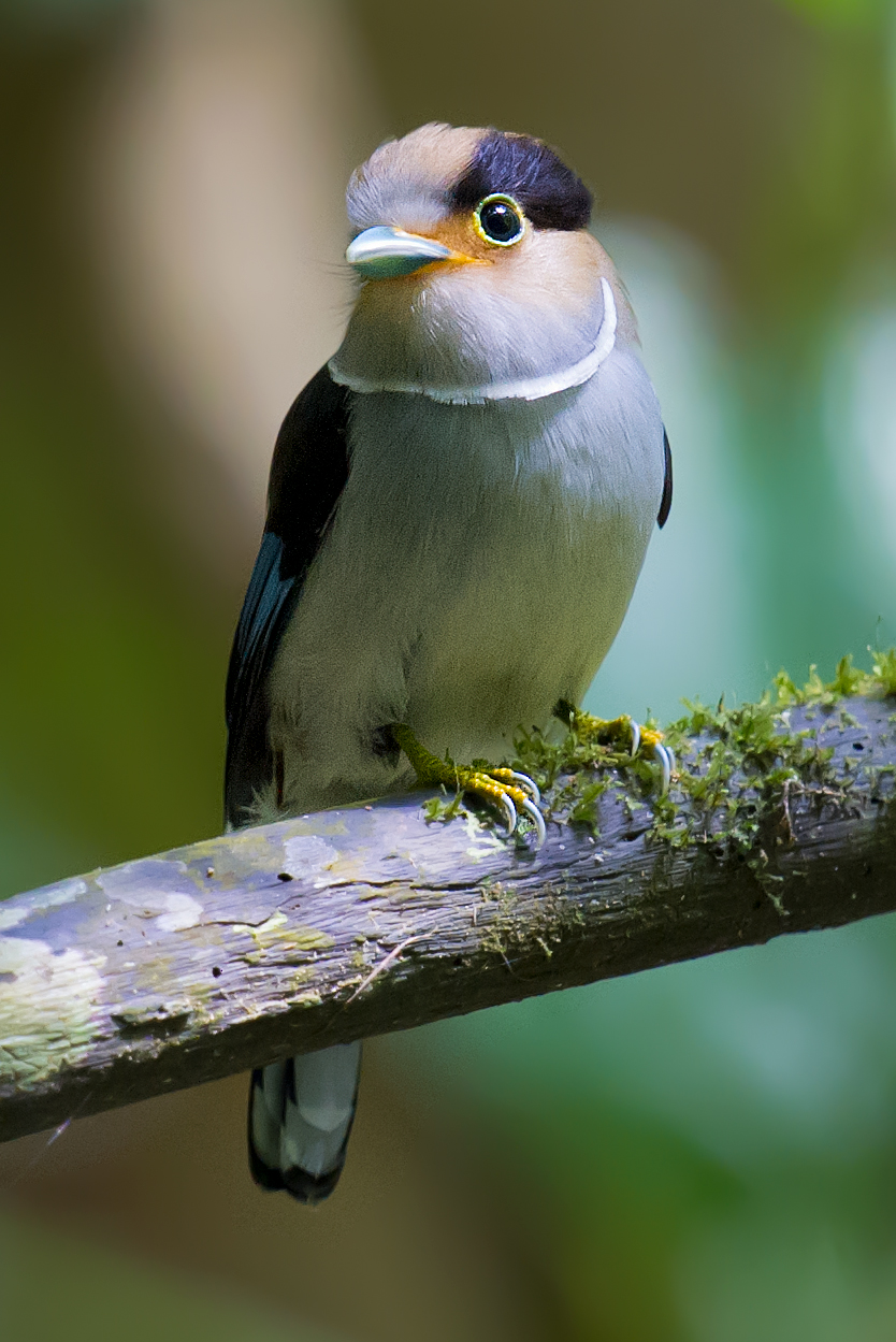 Silver-breasted Broadbill