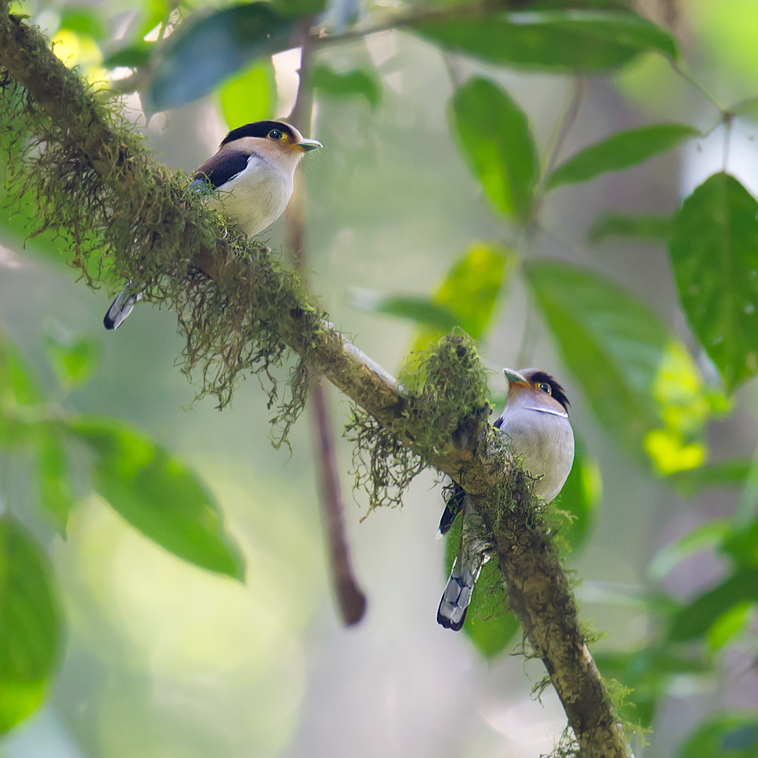 Silver-breasted Broadbill