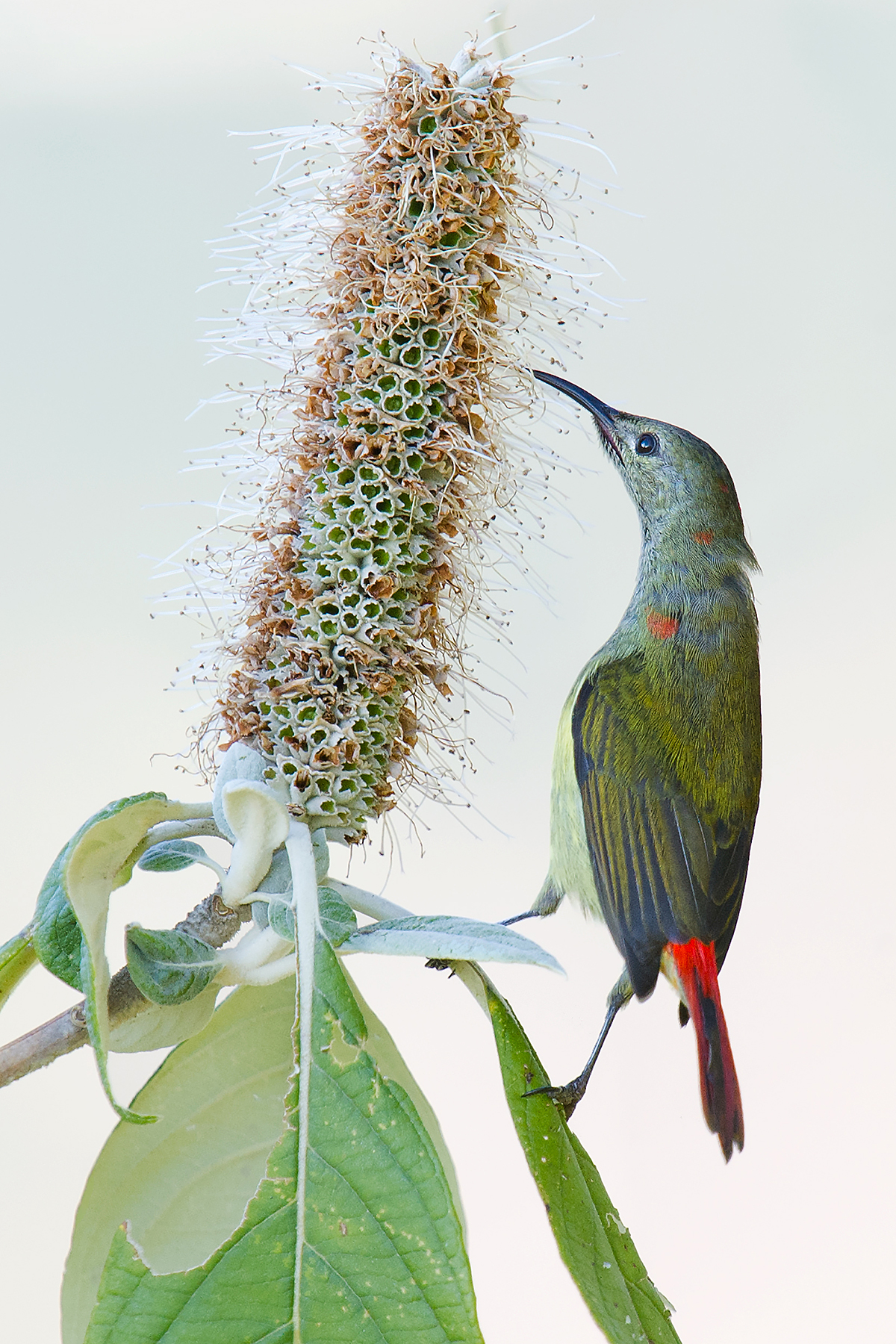 Fire-tailed Sunbird