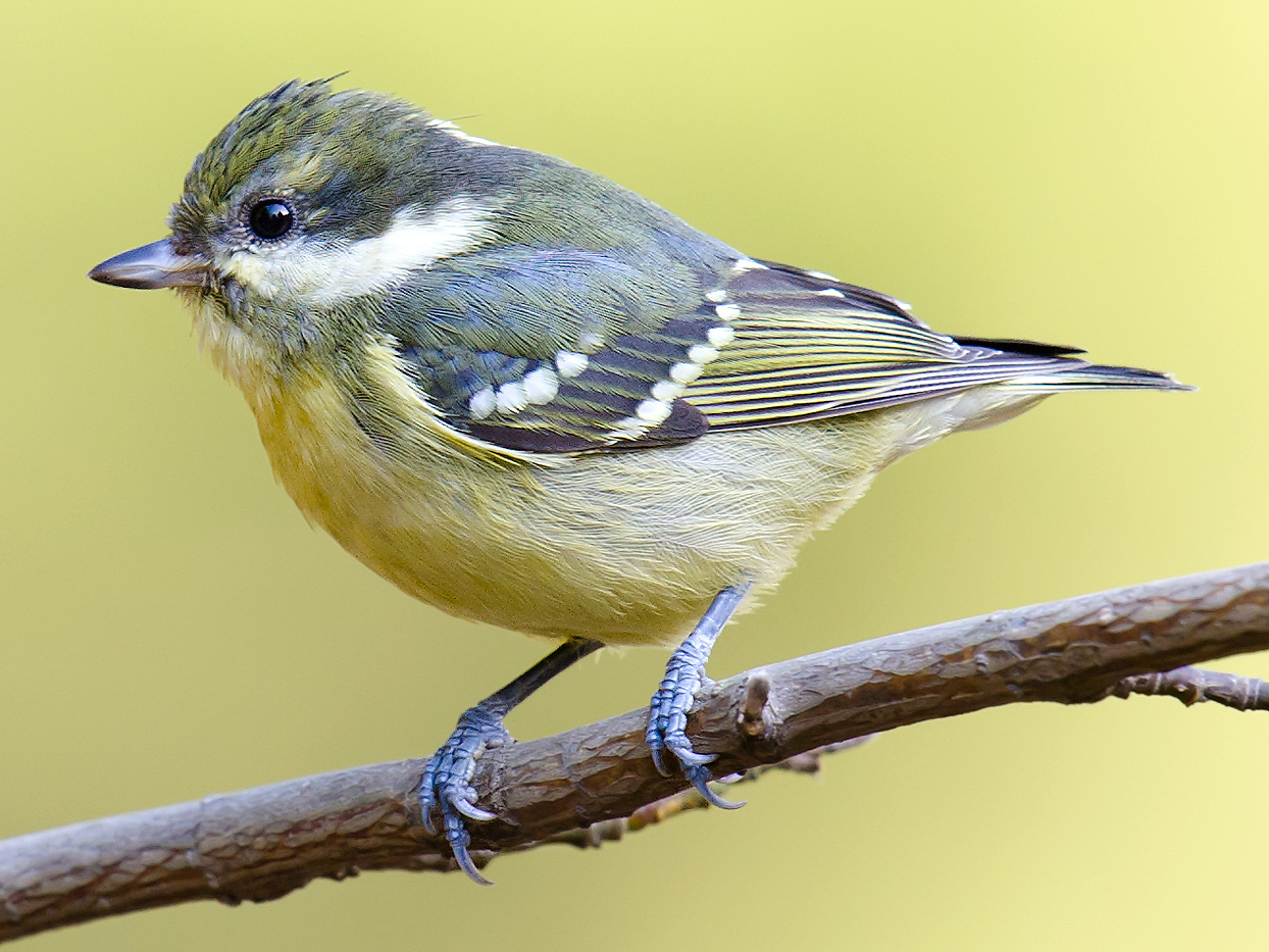 Yellow-bellied Tit