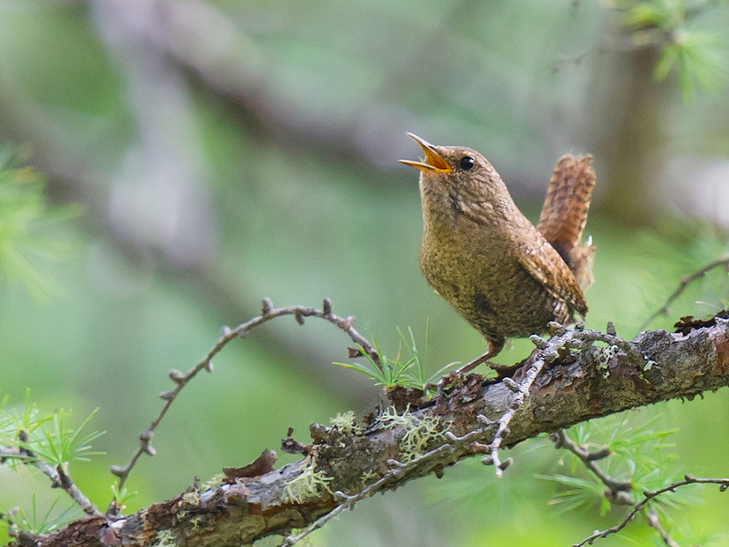 Eurasian Wren