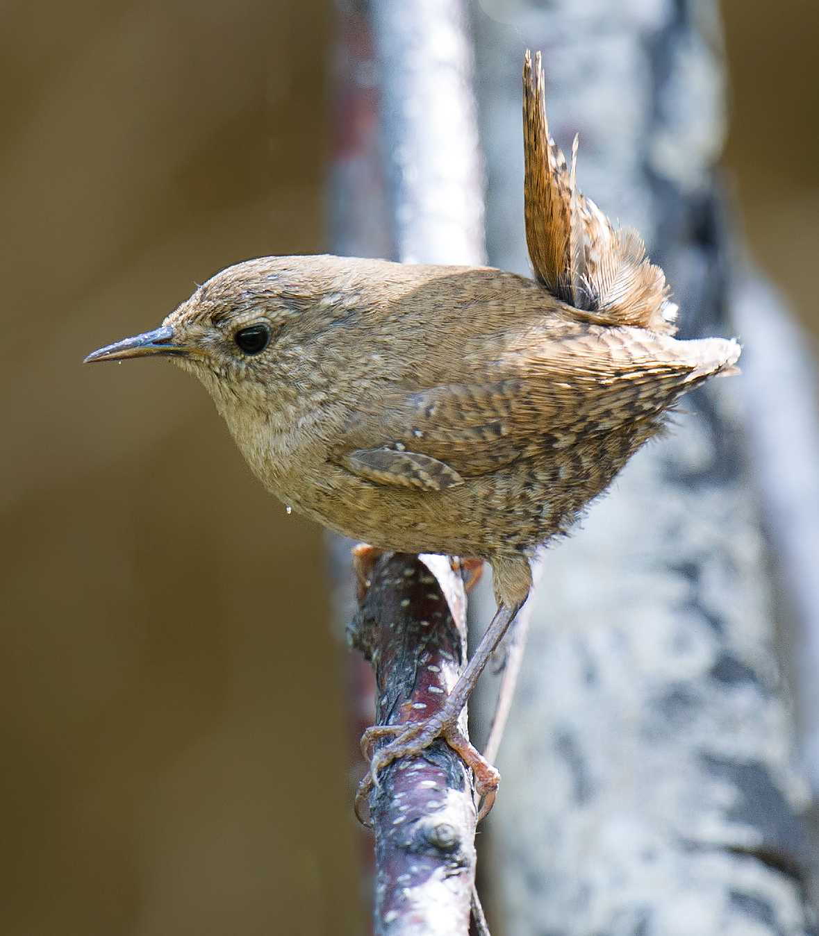 Eurasian Wren