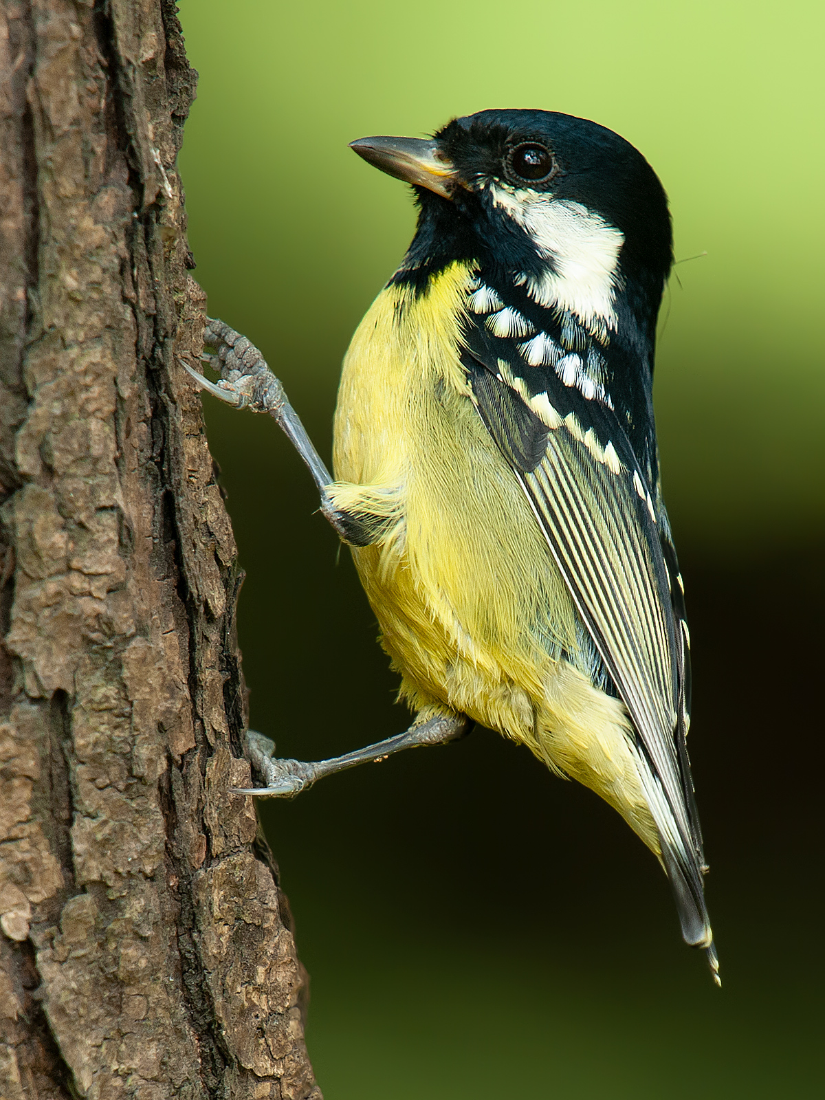 Yellow-bellied Tit