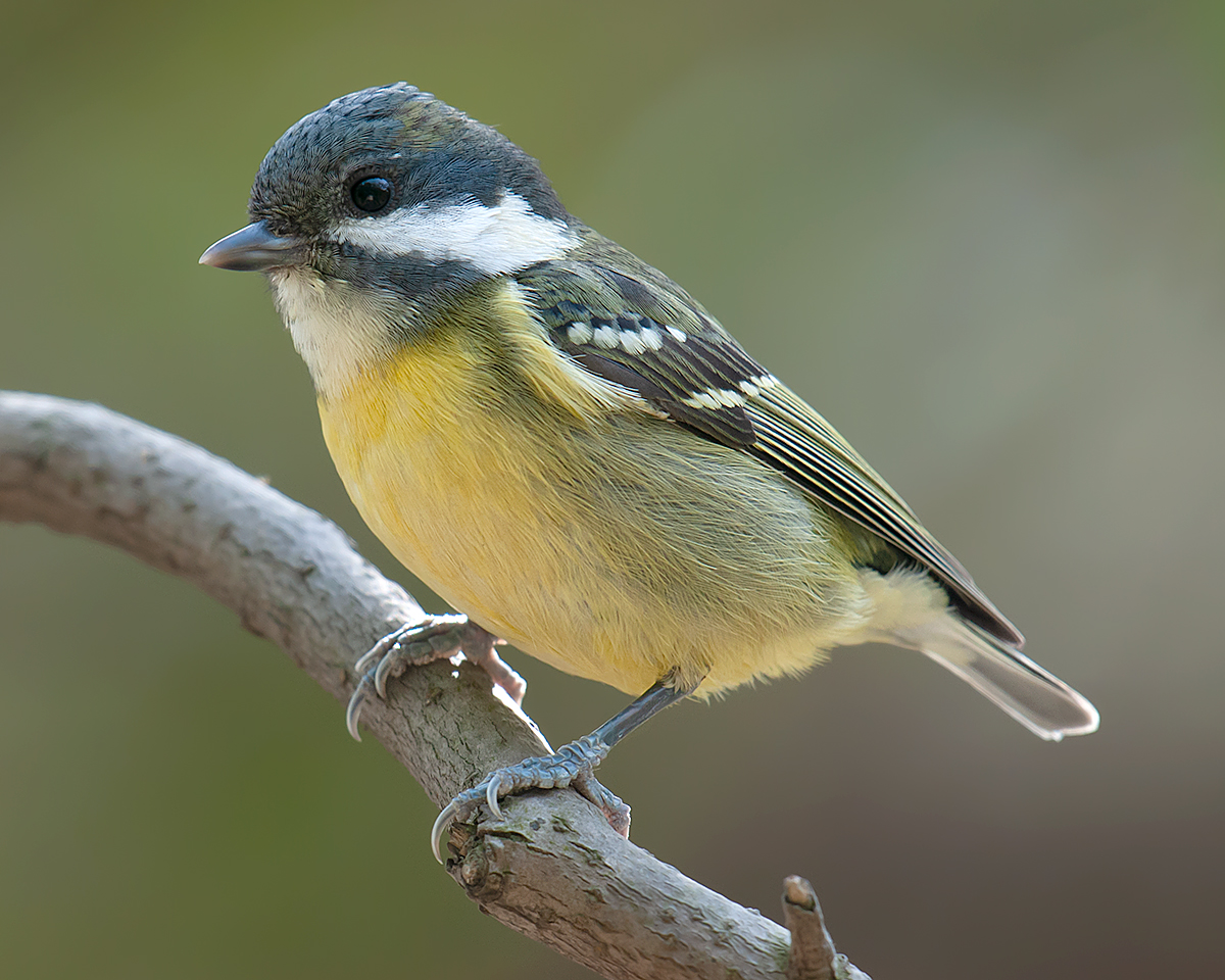 Yellow-bellied Tit