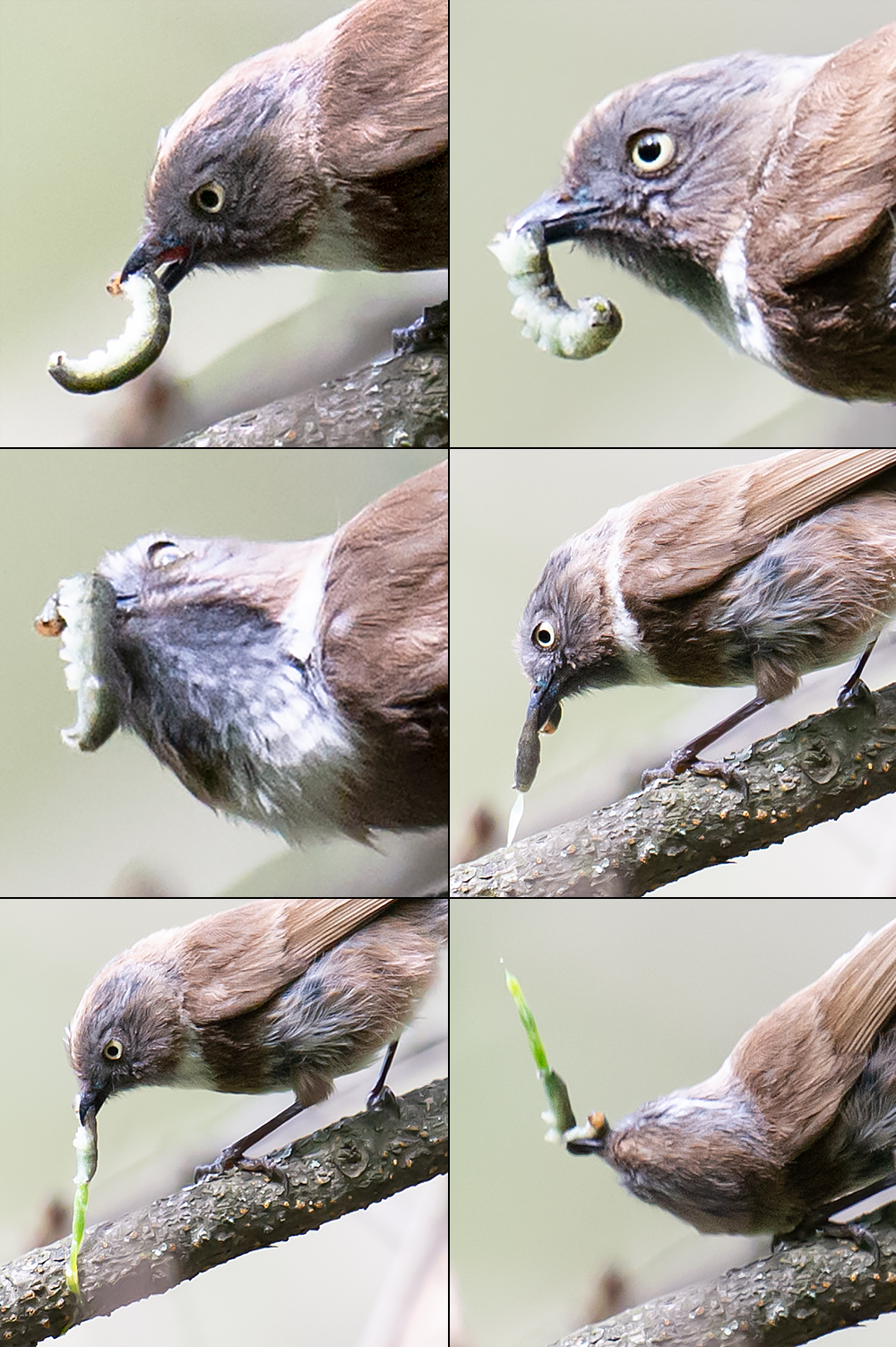 Sooty Bushtit