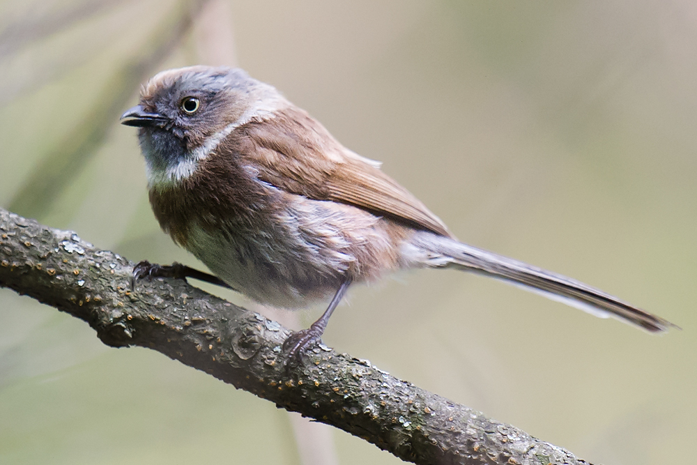 Sooty Bushtit