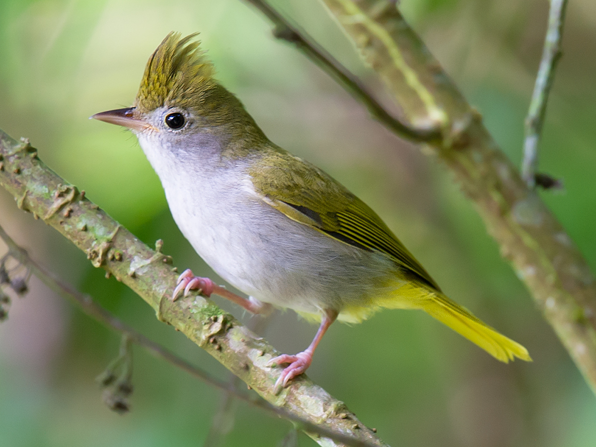 White-bellied Erpornis