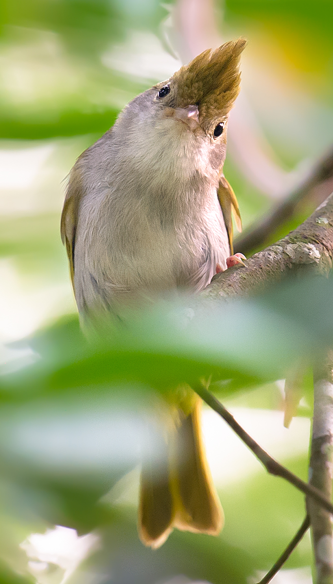 White-bellied Erpornis