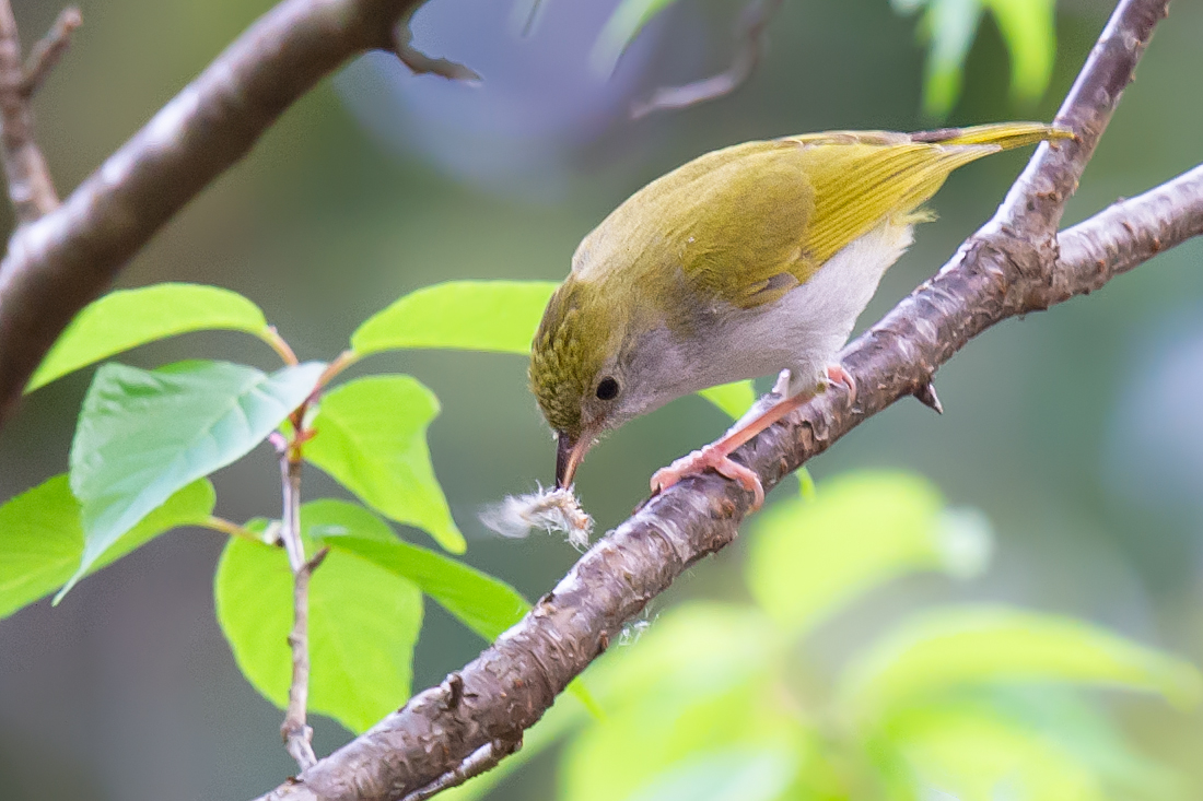 White-bellied Erpornis