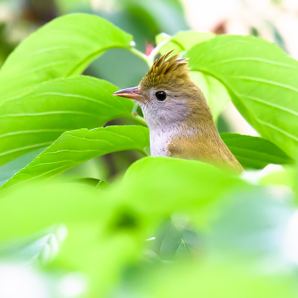 White-bellied Erpornis